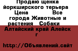 Продаю щенка йоркширского терьера  › Цена ­ 20 000 - Все города Животные и растения » Собаки   . Алтайский край,Алейск г.